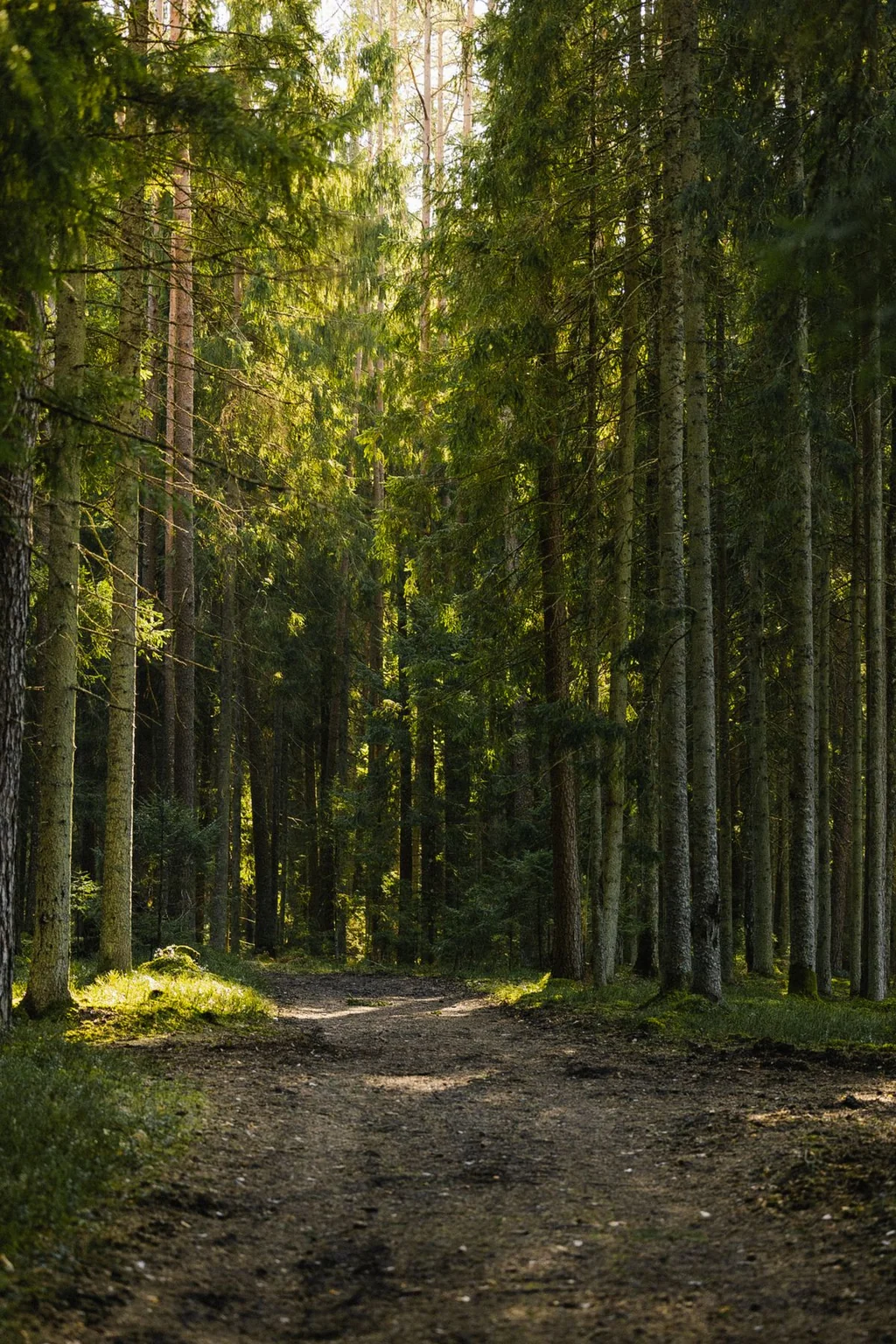 Ein stiller Waldweg zwischen hohen, von Sonnenlicht beschienenen Bäumen